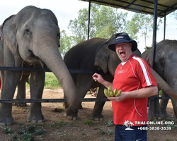 Заповедник слонов Elephant Jungle Sanctuary Pattaya - фото 532