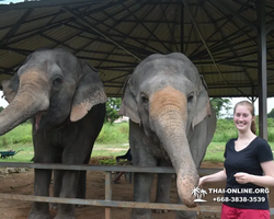 Заповедник слонов Elephant Jungle Sanctuary Pattaya - фото 980