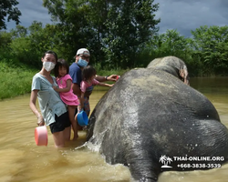 Заповедник слонов Elephant Jungle Sanctuary Pattaya - фото 471