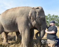 Заповедник слонов Elephant Jungle Sanctuary Pattaya - фото 327