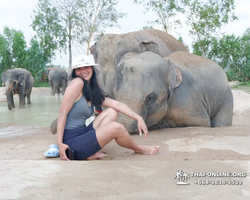 Заповедник слонов Elephant Jungle Sanctuary Pattaya - фото 648