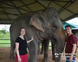 Заповедник слонов Elephant Jungle Sanctuary Pattaya - фото 1066