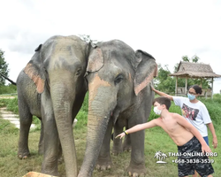 Заповедник слонов Elephant Jungle Sanctuary Pattaya - фото 807