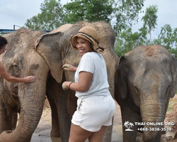 Заповедник слонов Elephant Jungle Sanctuary Pattaya - фото 343