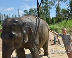 Заповедник слонов Elephant Jungle Sanctuary Pattaya - фото 513