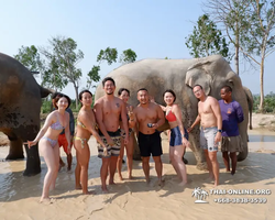 Заповедник слонов Elephant Jungle Sanctuary Pattaya - фото 514