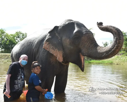 Заповедник слонов Elephant Jungle Sanctuary Pattaya - фото 866