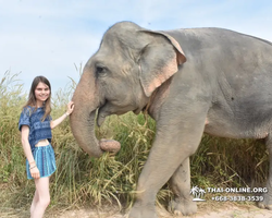 Заповедник слонов Elephant Jungle Sanctuary Pattaya - фото 452
