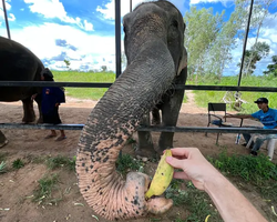 Заповедник слонов Elephant Jungle Sanctuary Pattaya - фото 53