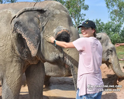 Заповедник слонов Elephant Jungle Sanctuary Pattaya - фото 143