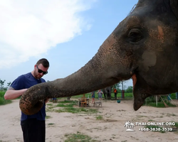 Заповедник слонов Elephant Jungle Sanctuary Pattaya - фото 1093