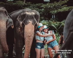 Заповедник слонов Elephant Jungle Sanctuary Pattaya - фото 467