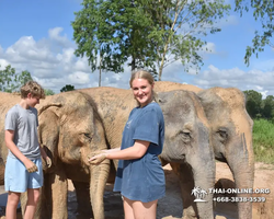 Заповедник слонов Elephant Jungle Sanctuary Pattaya - фото 326