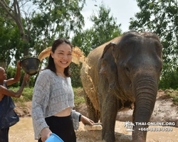 Заповедник слонов Elephant Jungle Sanctuary Pattaya - фото 232