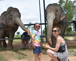 Заповедник слонов Elephant Jungle Sanctuary Pattaya - фото 637