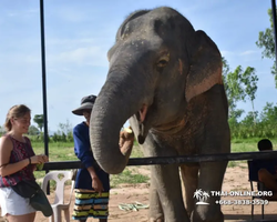 Заповедник слонов Elephant Jungle Sanctuary Pattaya - фото 1088