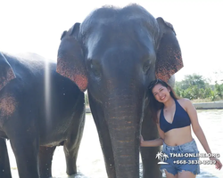 Заповедник слонов Elephant Jungle Sanctuary Pattaya - фото 1111