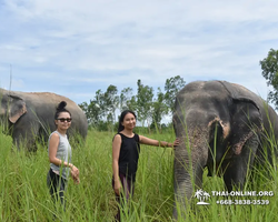 Заповедник слонов Elephant Jungle Sanctuary Pattaya - фото 515
