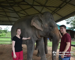 Заповедник слонов Elephant Jungle Sanctuary Pattaya - фото 1012
