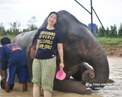 Заповедник слонов Elephant Jungle Sanctuary Pattaya - фото 720