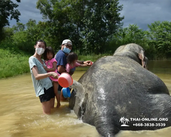 Заповедник слонов Elephant Jungle Sanctuary Pattaya - фото 472