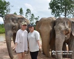 Заповедник слонов Elephant Jungle Sanctuary Pattaya - фото 486