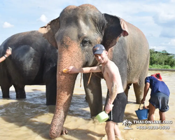 Заповедник слонов Elephant Jungle Sanctuary Pattaya - фото 681