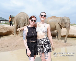 Заповедник слонов Elephant Jungle Sanctuary Pattaya - фото 1002