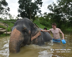 Заповедник слонов Elephant Jungle Sanctuary Pattaya - фото 264