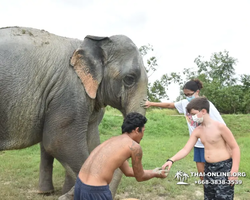 Заповедник слонов Elephant Jungle Sanctuary Pattaya - фото 662