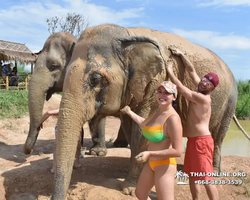 Заповедник слонов Elephant Jungle Sanctuary Pattaya - фото 322