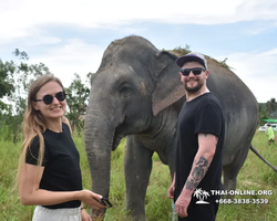 Заповедник слонов Elephant Jungle Sanctuary Pattaya - фото 1036