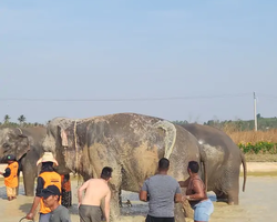 Заповедник слонов Elephant Jungle Sanctuary Pattaya - фото 1099