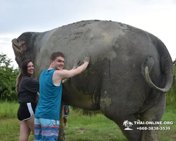 Заповедник слонов Elephant Jungle Sanctuary Pattaya - фото 1068