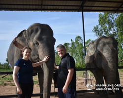 Заповедник слонов Elephant Jungle Sanctuary Pattaya - фото 770