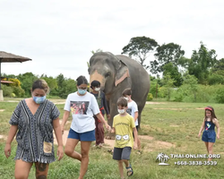 Заповедник слонов Elephant Jungle Sanctuary Pattaya - фото 638