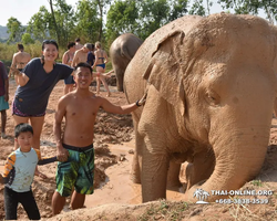 Заповедник слонов Elephant Jungle Sanctuary Pattaya - фото 54