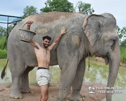 Заповедник слонов Elephant Jungle Sanctuary Pattaya - фото 262
