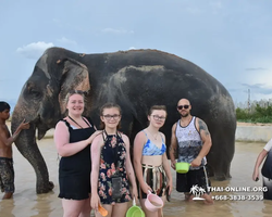 Заповедник слонов Elephant Jungle Sanctuary Pattaya - фото 1038
