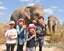 Заповедник слонов Elephant Jungle Sanctuary Pattaya - фото 380