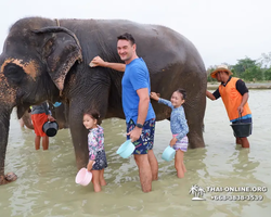 Заповедник слонов Elephant Jungle Sanctuary Pattaya - фото 777