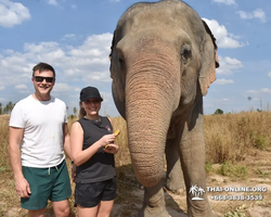 Заповедник слонов Elephant Jungle Sanctuary Pattaya - фото 495