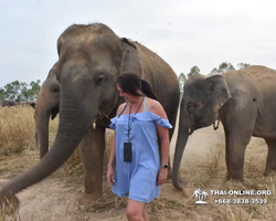Заповедник слонов Elephant Jungle Sanctuary Pattaya - фото 1003
