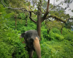 Заповедник слонов Elephant Jungle Sanctuary Pattaya - фото 85