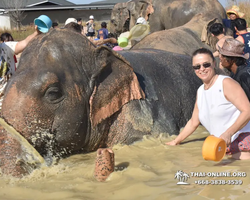Заповедник слонов Elephant Jungle Sanctuary Pattaya - фото 275