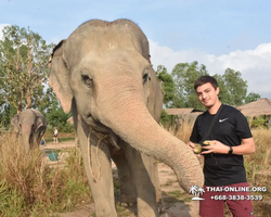 Заповедник слонов Elephant Jungle Sanctuary Pattaya - фото 348