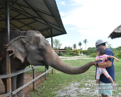 Заповедник слонов Elephant Jungle Sanctuary Pattaya - фото 813