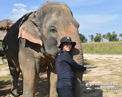 Заповедник слонов Elephant Jungle Sanctuary Pattaya - фото 576