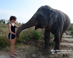 Заповедник слонов Elephant Jungle Sanctuary Pattaya - фото 722