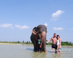 Заповедник слонов Elephant Jungle Sanctuary Pattaya - фото 1114